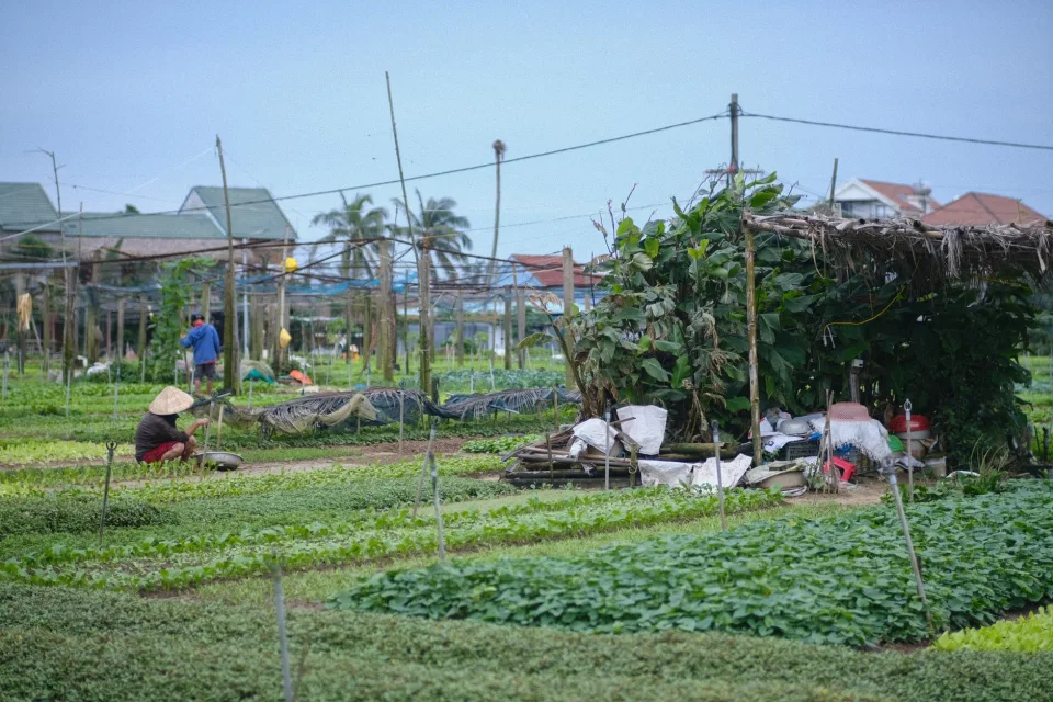 Vườn rau của Nguyễn Phạm Thị Thu Hường